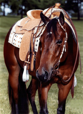 Petermeier Quarter Horses